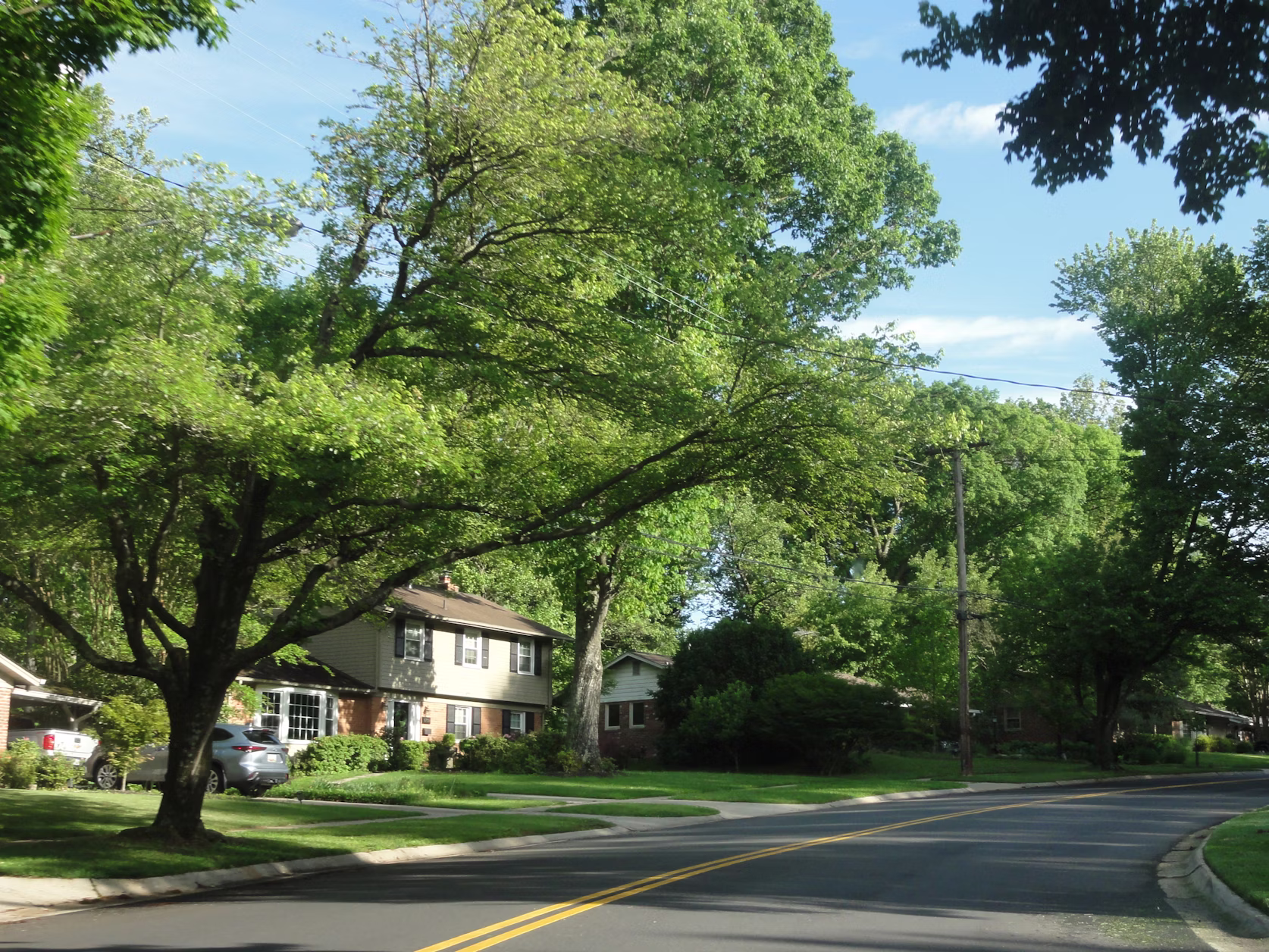 A residential street lined with large, leafy trees